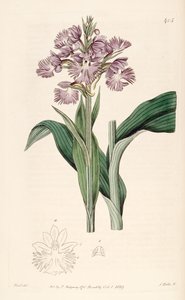 Platanthera grandiflora（同種Habenaria fimbriata）のイラスト